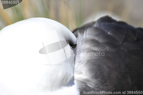 Image of Black browed albatross Saunders Island