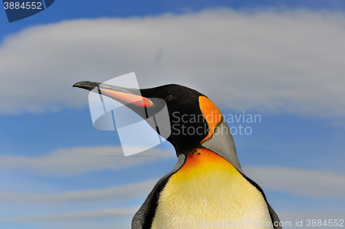 Image of King penguin in South Georgia