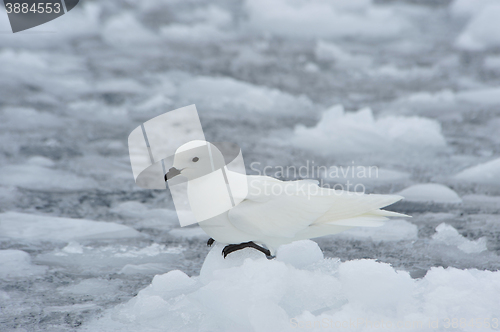 Image of Snow petrel standing on the ice