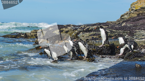 Image of Rockhopper penguins Falkland Island