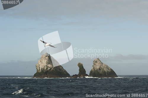 Image of cormorans resting on the rock