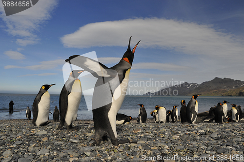 Image of King penguin in South Georgia