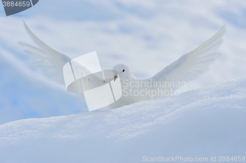 Image of Snow petrel standing on the ice