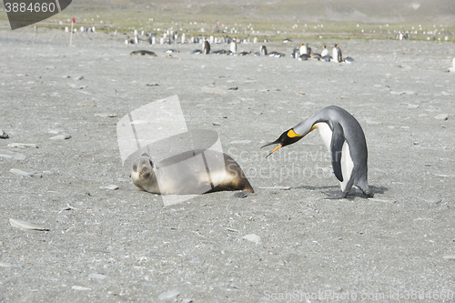 Image of King Penguin-Fur Seal 