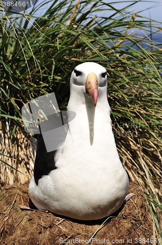 Image of Black browed albatross Saunders Island