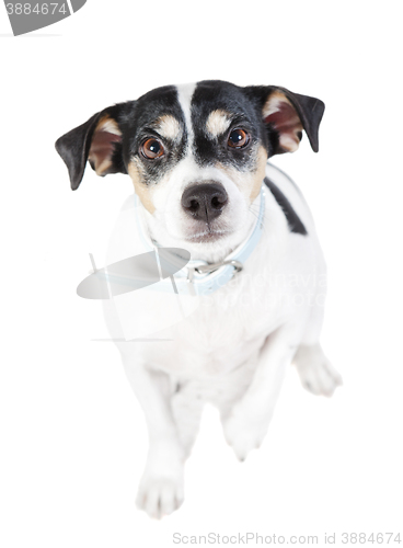 Image of jack russel looking