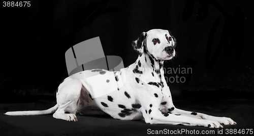 Image of Dalmatian black background