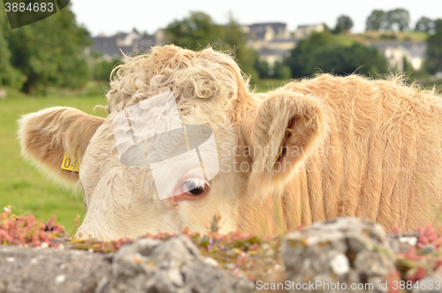 Image of Head of the calf 