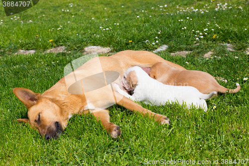 Image of Mixed-breed cute little dog family.