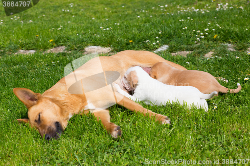 Image of Mixed-breed cute little dog family.