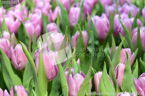 Image of Tulips in spring