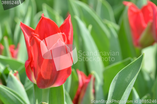 Image of Tulips in spring