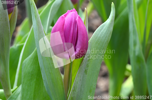 Image of Tulips in spring