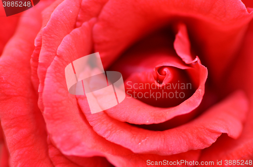 Image of Red rose flower