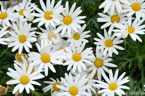 Image of Soft focus white daisy flowers  
