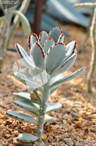 Image of Velvety Kalanchoe Tomentosa succulent 