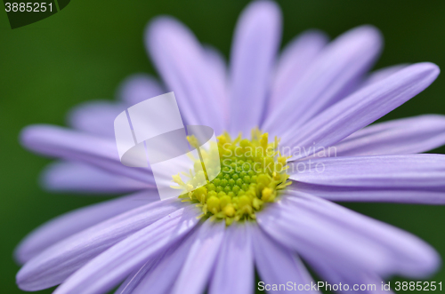 Image of Lovely purple flower closeup