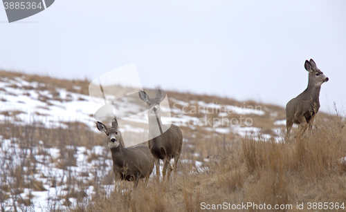 Image of Deer in Field