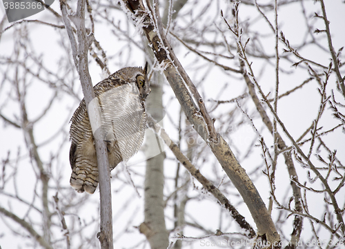 Image of Great Horned Owl in Tree