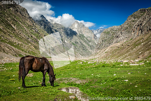 Image of Horse grazing in Himalayas