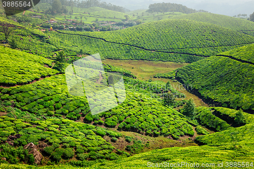 Image of Tea plantations in Kerala, India