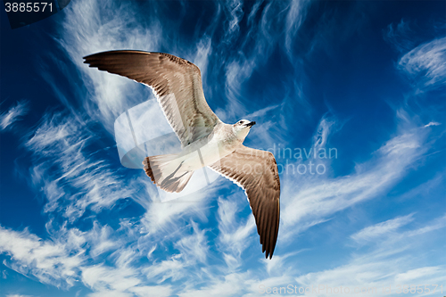 Image of Seagull flying in sky
