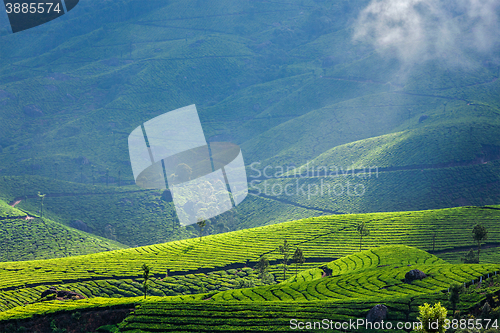 Image of Green tea plantations in Munnar, Kerala, India