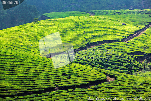 Image of Green tea plantations in Munnar, Kerala, India