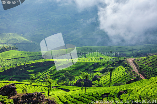 Image of Green tea plantations in Munnar, Kerala, India