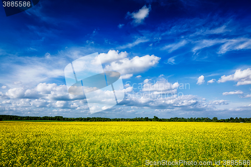 Image of Spring summer background - canola field with blue sky