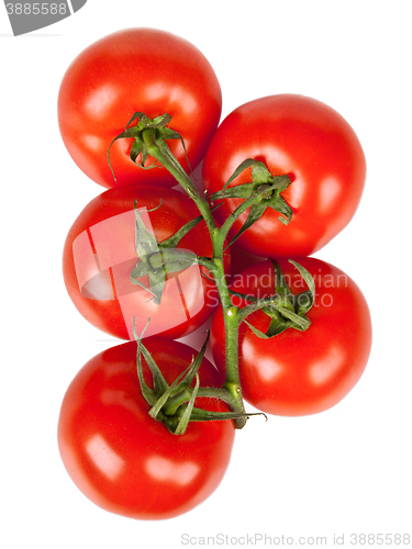 Image of Branch of fresh tomatoes with water droplets isolated