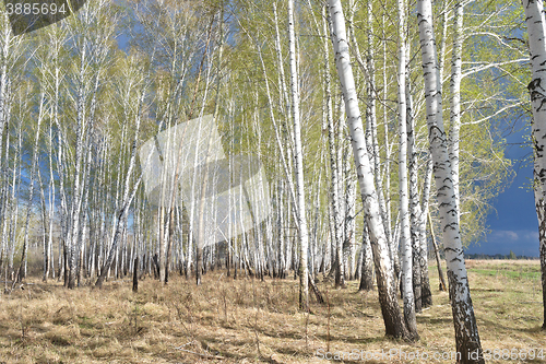 Image of spring birch forest