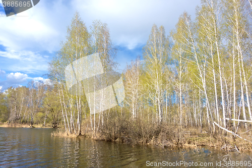 Image of spring birch forest
