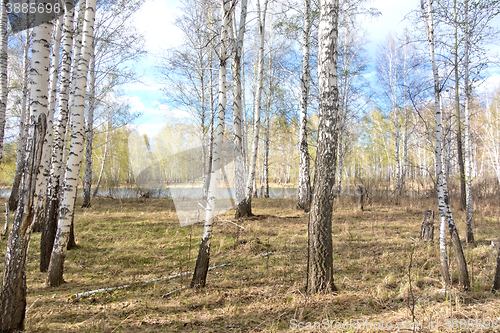 Image of spring birch forest