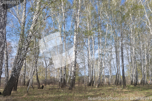 Image of spring birch forest