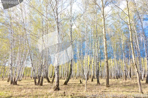 Image of spring birch forest