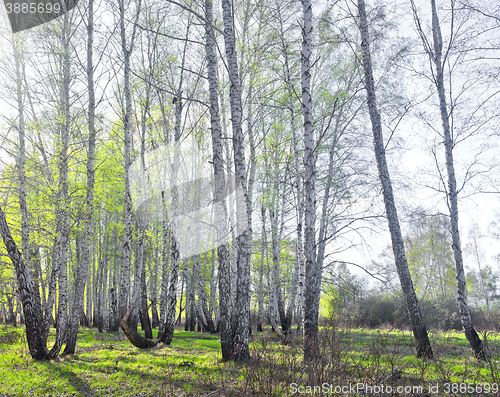 Image of spring birch forest