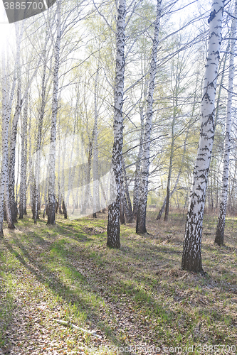Image of spring birch forest
