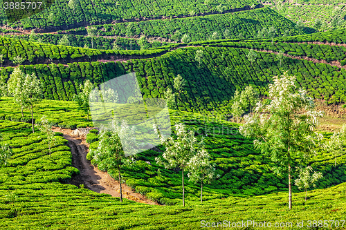 Image of Tea plantations in the morning, India
