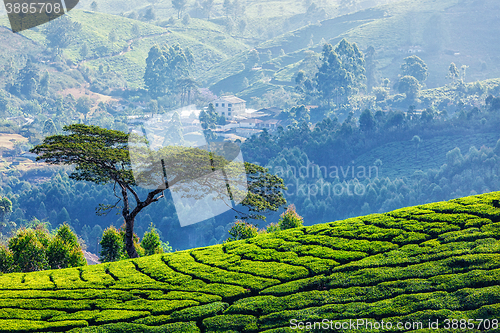 Image of Tree in tea plantations