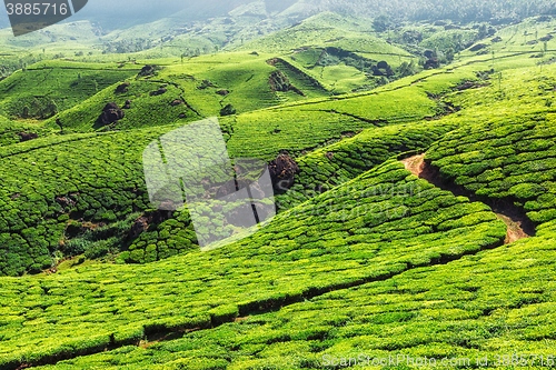 Image of Tea plantations in mountains