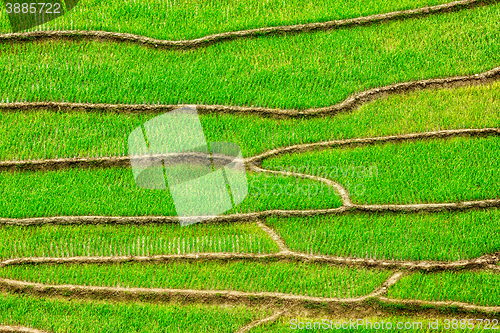 Image of Rice field terraces