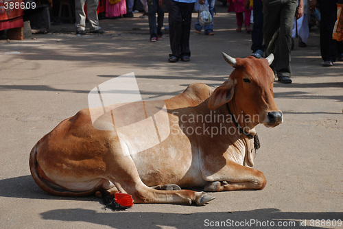 Image of Cow