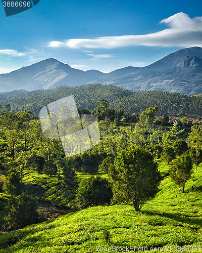 Image of Green tea plantations in India