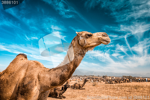 Image of Camel  in India