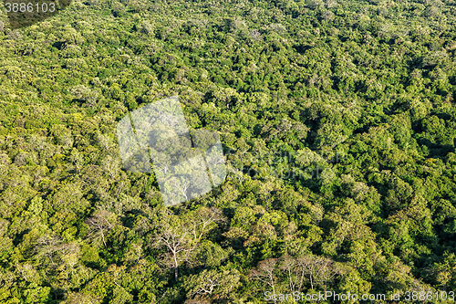 Image of Aerial view of tropical forest