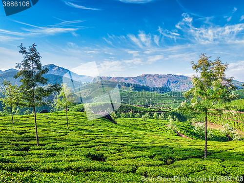 Image of Tea plantations, Munnar, Kerala state, India