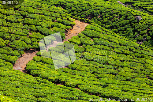 Image of Tea plantations, India