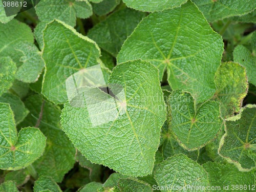 Image of Burdocks