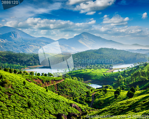 Image of Tea plantations and river in hills